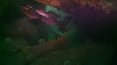 Bib in cave 1 Stock Footage 12421645