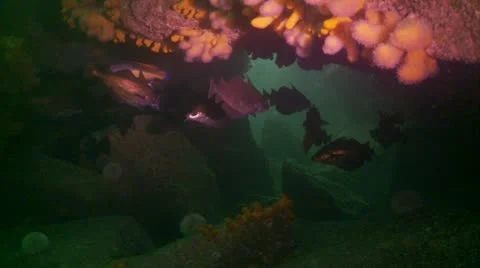 Bib in cave 2 Stock Footage 12421760