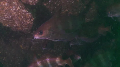 Bib striped fish 11z Stock Footage 47858499