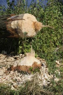 Biber Baum Baumstamm Stock Photos