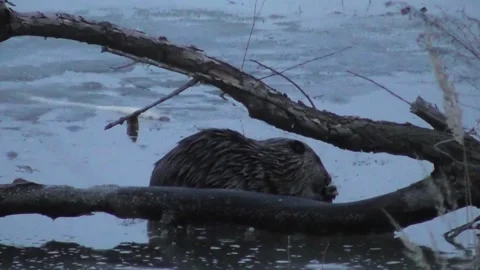 Biber nagt am Abend an einem Ast, der im eiskalten Wasser sitzt Video stock 170590747