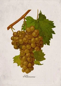 Bibiola, Classic, Dark, Wine, Grape, Grapes, Botanical, Illustration, Fruit.. Stock Illustration