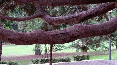 Bicentennial giant sequoia Stock Footage 83715666