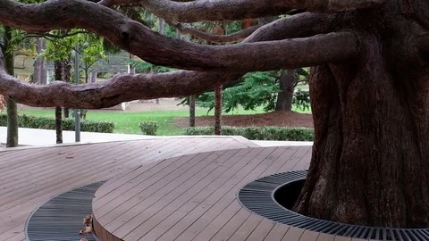 Bicentennial giant sequoia Stock Footage 83715677