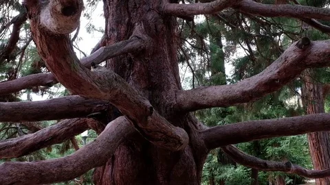 Bicentennial giant sequoia Stock Footage 84076186