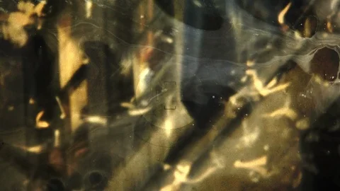 Bicentennial NYC 1978 Stock-Footage 85520872