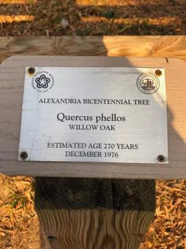 Bicentennial Tree 写真素材