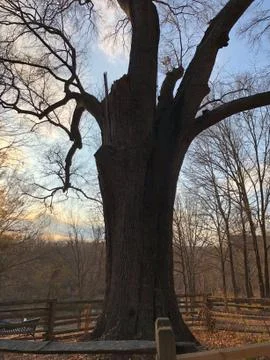 Bicentennial Tree 写真素材