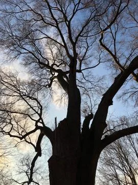 Bicentennial Tree 写真素材