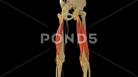 Bicep Femoris Muscle anatomy for medical concept 3D rendering ...