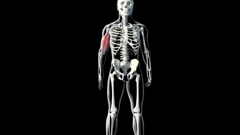 Bicep Muscles Stock Footage 121739446