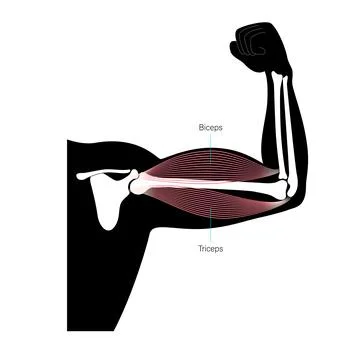 9,100+ Triceps Exercise Stock Illustrations, Royalty-Free Vector Graphics &  Clip Art - iStock