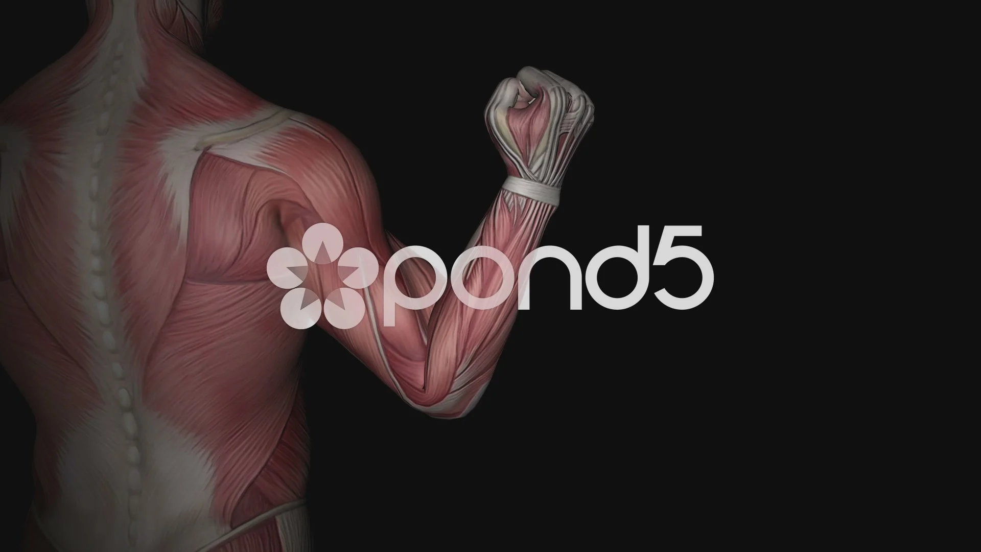 Biceps and triceps muscles at work, 3D a, Stock Video