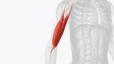The biceps brachii (BB), commonly know as the biceps, is a large, thick muscl Stock Photos