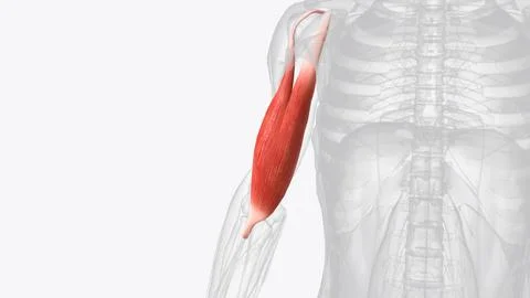 The biceps brachii (BB), commonly know as the biceps, is a large, thick muscl Stock Photos