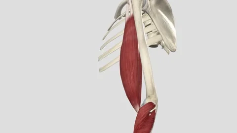 Biceps Brachii Forearm Supination 3D Stock Video Pond5