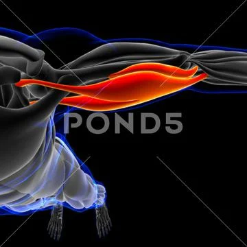 Biceps Brachii Muscle Anatomy For Medical Concept 3D Illustration ...