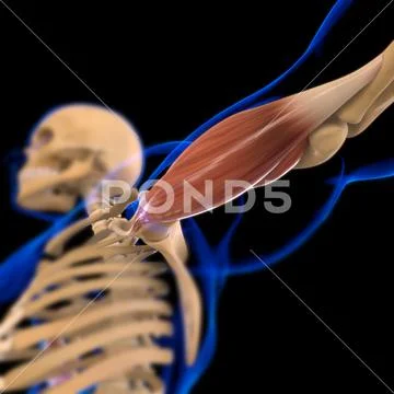 Biceps Brachii Muscle Anatomy For Medical Concept 3D Illustration ...