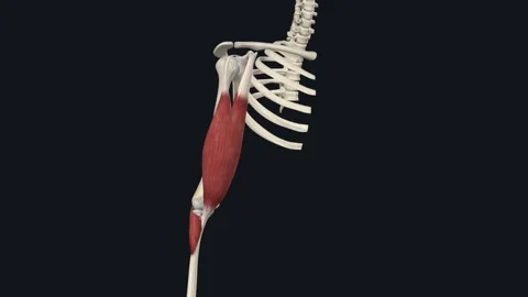 Biceps Brachii Supination 3D Stock Video Pond5 - Main Image