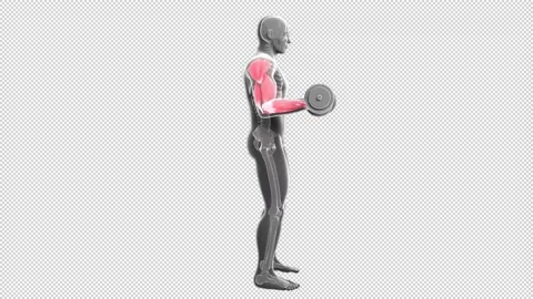 Biceps Curls with Dumbbells Stock Footage 161319837