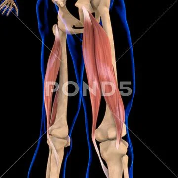 Biceps Femoris Muscle Anatomy For Medical Concept 3D Illustration ...