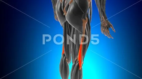 Biceps femoris Muscle Anatomy For Medical Concept 3D: Graphic #154957305