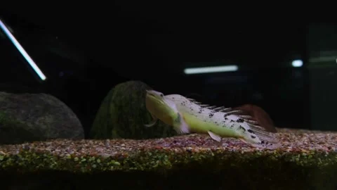 Bichir fish swimming in aquarium. Polypterus senegalus moving through water.. Stock Footage 337929457