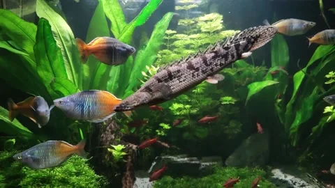 Bichir swiming slow Video stock 147551860