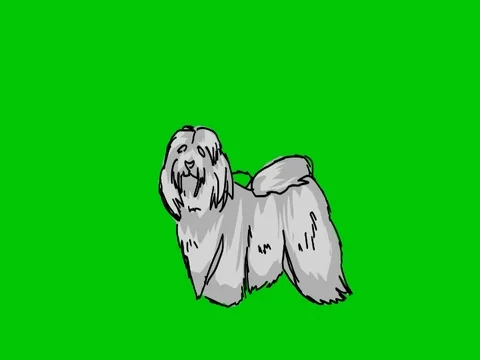 Bichon Avanese - Hand Drawn - Green Screen - SD Stock Footage 75160538