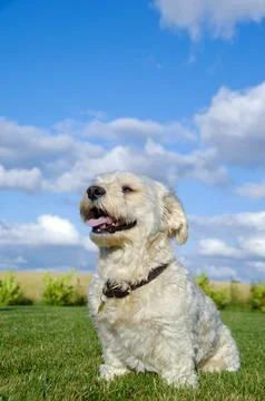 Bichon dog Stock Photos