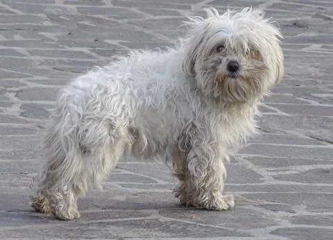 A bichon dog seen from the side Fotos de archivo