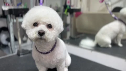 Bichon Frise dog Stock Video Pond5