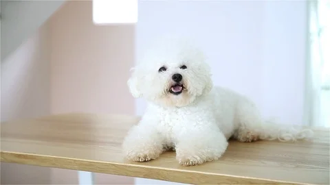 Bichon Frise Lying Down Stock Footage 95773275