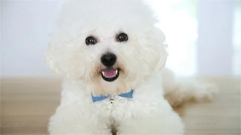 Bichon Frise Lying Down Stock Footage 95773327