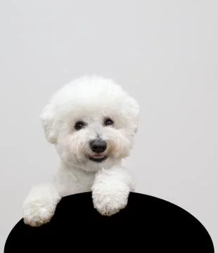 Bichon frise Stock Photos