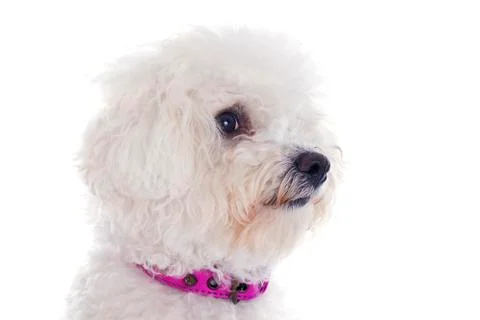 Bichon frise Stock Photos
