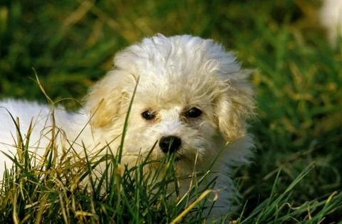 BICHON FRISE Foto stock