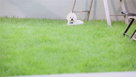Bichon Frise Running On Grass Stock Footage 95771048