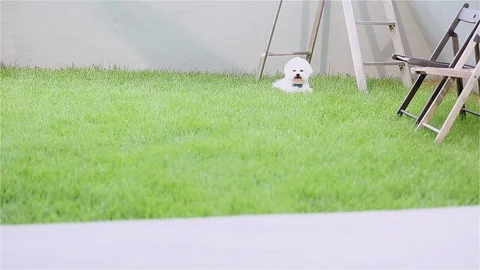 Bichon Frise Running On Grass Stock Footage 95771159