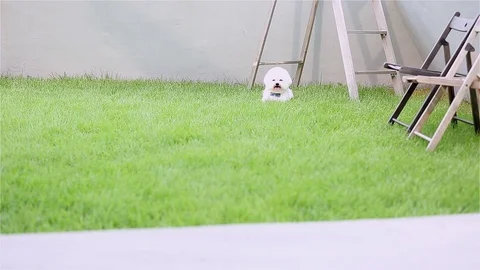 Bichon Frise Running On Grass Stock Footage 95771181