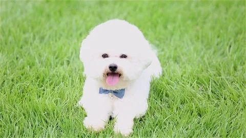 Bichon Frise Sitting On Grass Stock Footage 95771018