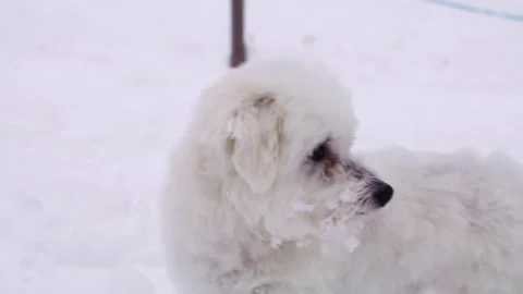 Bichon Frisé on snow Stock Footage 320464936