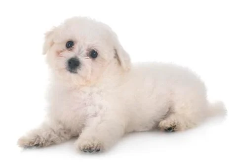 Bichon Frise in studio Stock-Fotos