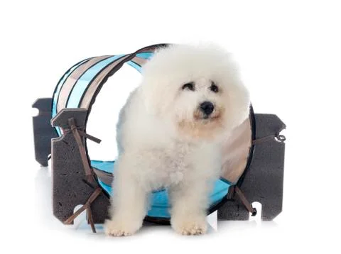 Bichon Frise in studio Stock Photos