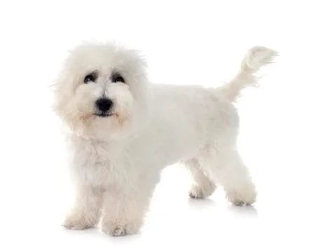 Bichon Frise in studio Stock Photos