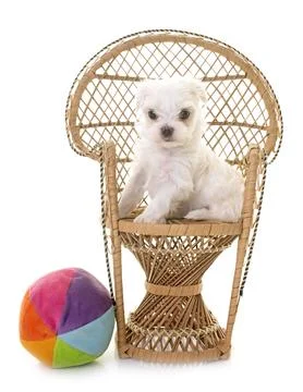 Bichon Frise in studio Stock Photos