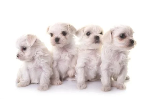 Bichon Frises in studio Stock Photos