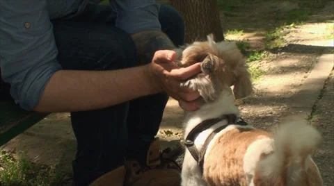 Bichon Havanese Being Pet By Young Male, Park, Outdoor, Summer Day Stock Footage 39561663