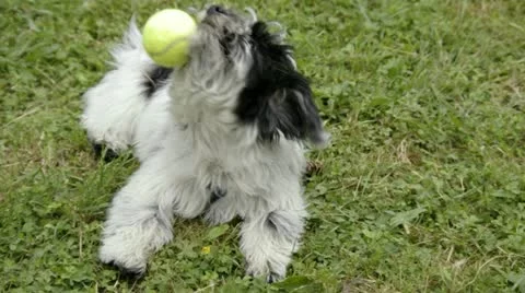 Bichon havanese dog Stock Footage 11001712