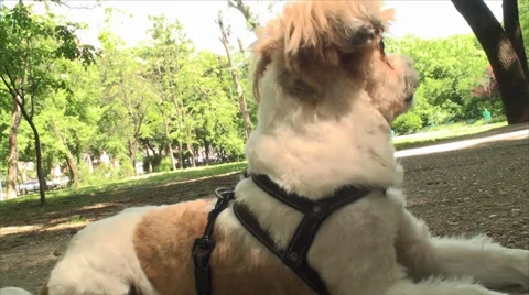 Bichon Havanese, Resting And Getting Up, Tired Doggy, Park, Outdoor, Summer Day Video stock 39561510